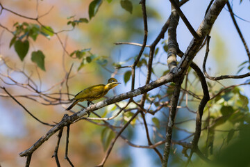 green-barred woodpecker