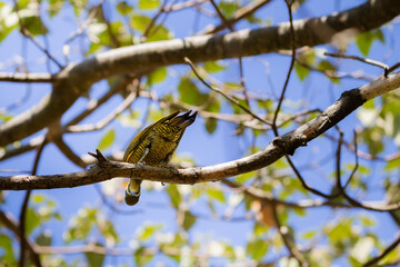 green-barred woodpecker