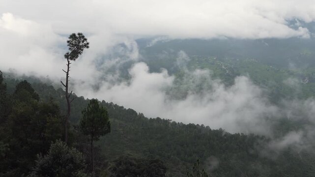 Misty Himalayan Valley with Rolling Low Clouds over Pine Forest &ndash; Uttarakhand, India &ndash; Calm Nature 4K