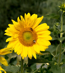 Sunflowers, flowers of the sun, Source of oil.