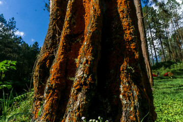 A close-up of a rubber tree's textured bark, showing the intricate, grooved pattern left by tapping.