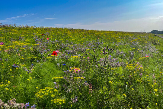 Colourful wildflowers on a meadow on a beautiful summer day in Emden, East Frisia