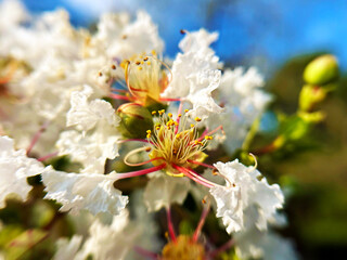 真っ白なサルスベリ