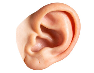 Naklejka premium Realistic Human Ear Front-Facing View, Detailed Skin Texture, Isolated on White PNG