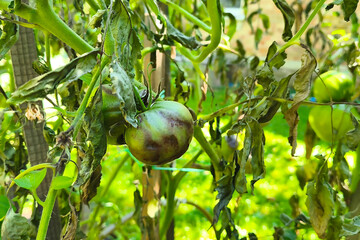 Diseased tomato plant. Unripe green tomato on a stem with withered leaves, damaged by late blight (Phytophthora infestans), close-up in a garden. Controlling late blight
