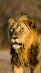 Lion portrait in golden light