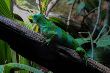 bright green lizard lies behind a slightly reflective pane of glass on a brown branch in its terrarium with its head turned away from the camera