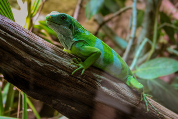 bright green lizard lies behind a slightly reflective pane of glass on a brown branch in its terrarium with its head turned towards the camera