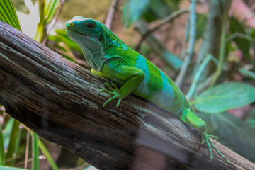 bright green lizard lies behind a slightly reflective pane of glass on a brown branch in its terrarium with its head turned towards the camera