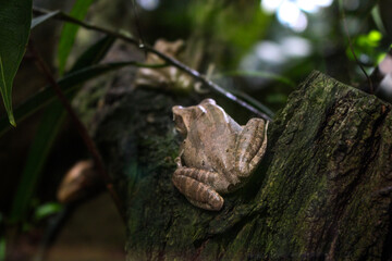 closeup of a light brown frog which lies with its back to the camera on a moss-covered branch