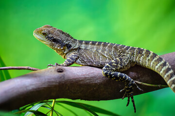 Portrait of a female Eastern Water Dragon resting on a branch in a vivarium. Physignathus lesueurii, Touraine, Indre et Loire 37, région Centre Val de Loire, France, European Union, Europe