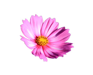 Bright pink cosmos flowers isolated on white background.