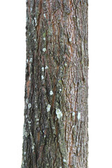 Tree trunk isolated on white background.