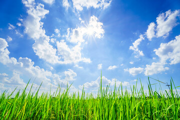 Obraz premium Scenic view landscape of Rice field green grass with field cornfield or in Asia country agriculture harvest with fluffy clouds blue sky daylight background.