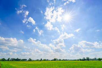 Beautiful green cornfield with land air atmosphere bright blue sky background abstract clear texture.