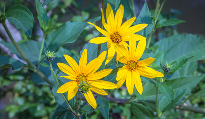 Flowers in the garden. Beautiful flowers in natural light. Background of flowers.