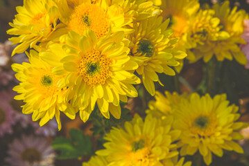 Flowers in the garden. Beautiful flowers in natural light. Background of flowers.