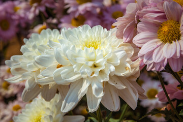 Flowers in the garden. Beautiful flowers in natural light. Background of flowers.