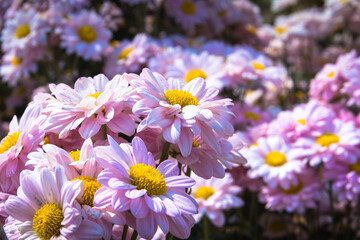 Fototapeta premium Flowers in the garden. Beautiful flowers in natural light. Background of flowers.
