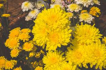 Flowers in the garden. Beautiful flowers in natural light. Background of flowers.
