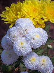 Flowers in the garden. Beautiful flowers in natural light. Background of flowers.