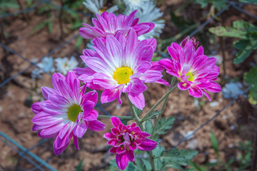 Obraz premium Flowers in the garden. Beautiful flowers in natural light. Background of flowers.