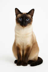  AI generated image of a sleek Siamese cat with striking blue eyes and dark point markings sits gracefully against a pure white background, gazing directly at the camera.