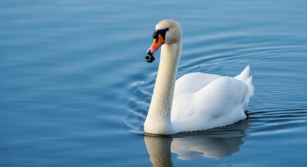 Fototapeta premium Elegant swan gliding smoothly across a tranquil blue lake basking in golden sunlight serene beauty