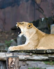 Lion yawning in zoo enclosure