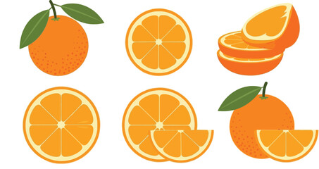 Orange Fruit Segments and Halves on Display VECTOR
