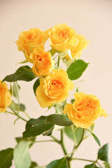 黄色い薔薇