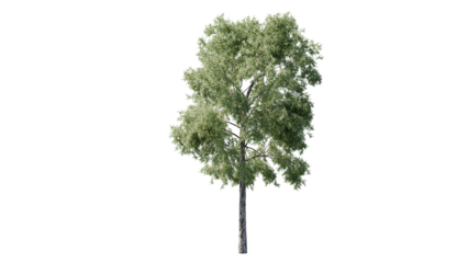 Photo of a single green tree isolated on transparent background