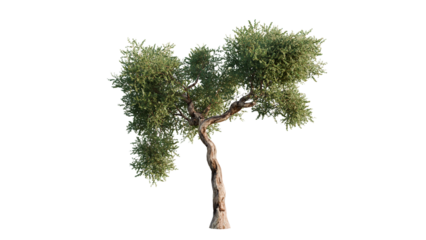 Photo of olive tree isolated on transparent background