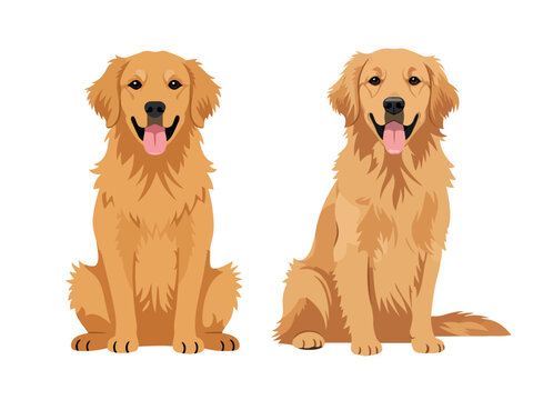 Golden retriever dog flat vector illustration