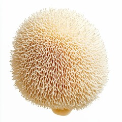 hericium americanum bears head tooth mushroom shaggy spines isolated on white transparent background