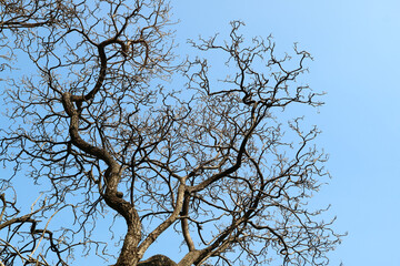 Skeletal Big tree with dry branches standing against blue sky