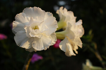 White Desert Rose Flowers in Full Bloom at Golden Hour, Close-up Macro Photography of Adenium Obesum for Botanical and Tropical Garden Lovers