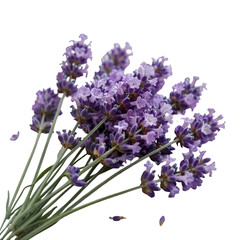 Obraz premium Fresh lavender bouquet offers calming aroma and natural beauty for wellness and decor projects