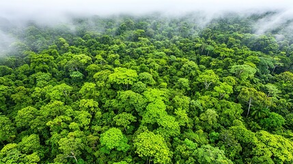 Misty Forest Sunrise Panorama with Tropical Rainforest Aerial View