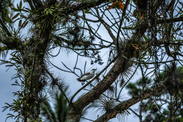 Lavadeira-Mascarada Bird Perched on Tree in Brazil