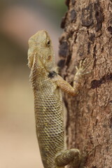 Gardeon Lizard