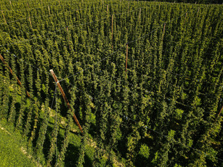 Hopfenanbau im M&uuml;hlviertel
