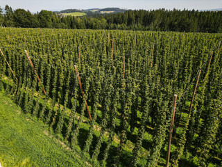 Hopfenanbau im M&uuml;hlviertel