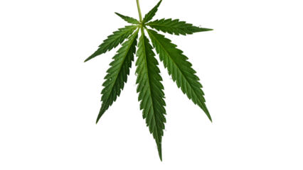 Green cannabis leaf isolated on transparent background, a symbol of marijuana, hemp, and medical or recreational use