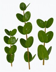 Obraz premium Rhythm of nature with vibrant green leaves on a white backdrop