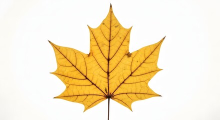 Fototapeta premium A single vibrant yellow maple leaf with intricate veins stands out against a clean white background