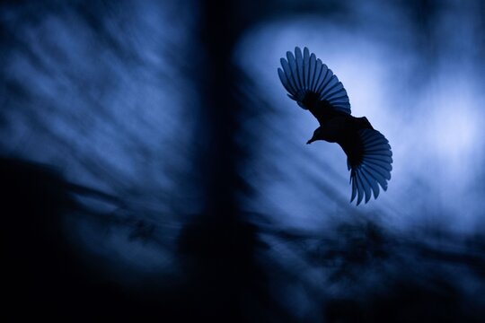 Un oiseau de nuit dans une for&ecirc;t