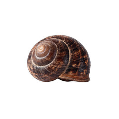 Snail shell close-up, dark background, nature study, ingredient
