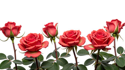 Vibrant red roses with lush green leaves create stunning floral arrangement, symbolizing love and beauty