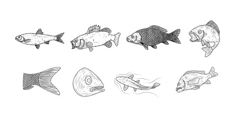 Fish hand drawn ink sketch vector set illustration
